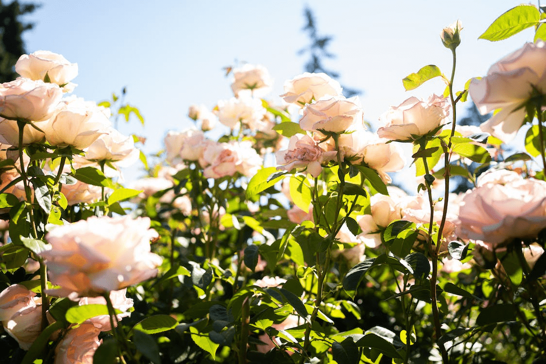 How-To-Build-A-Perfect-Fragrance-Collection Rosa Salas