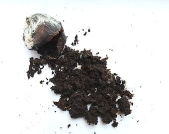 What is  Musk?